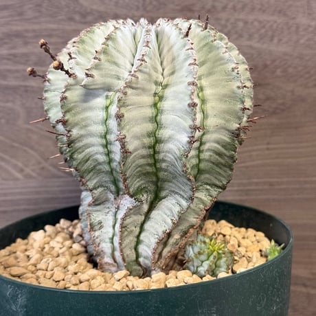 ITEM | HORIKAWA NURSERY