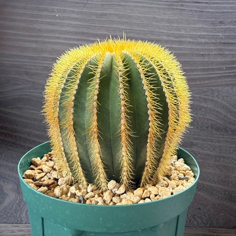 197、Uebelmannia pectinifera v.eriocactoides（接木）