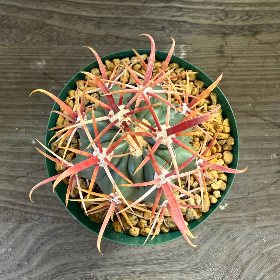 68e84d06a18e8d412901cd04