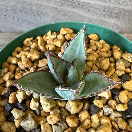 149、Agave ’笹の雪×屈原の舞扇‘