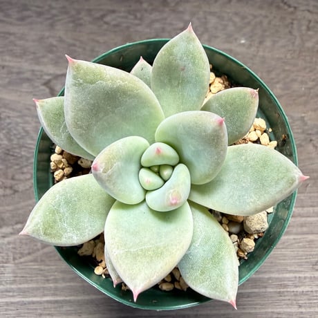 72、Echeveria ‘tolimanensis Rio Toliman×Super White‘