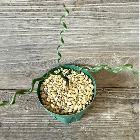 134、Albuca bruce-bayeri