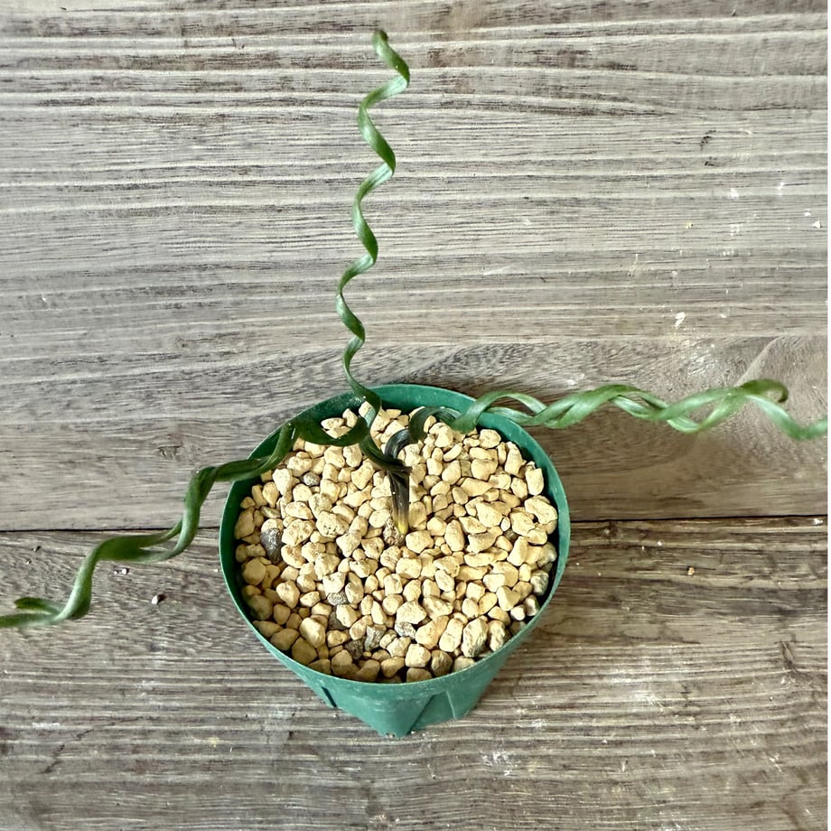 6905cbef3cea4ad1ff89ccca