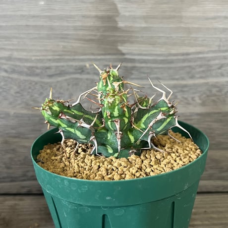 ITEM | HORIKAWA NURSERY