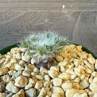 122、Pelargonium caroli-henrici