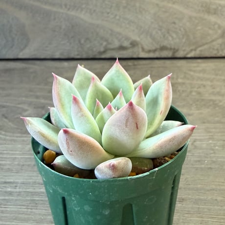 67、Echeveria ‘CS-NO-13‘ ‘lindsayana×Super White‘