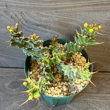 177、Euphorbia tortirama