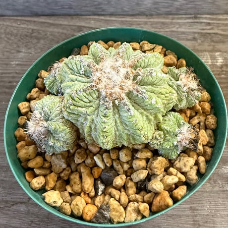 56、Aztekium 花籠