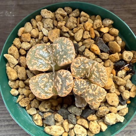 154、Conophytum pellucidum.TS.821