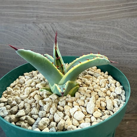 33、Agave 屈原の舞扇錦