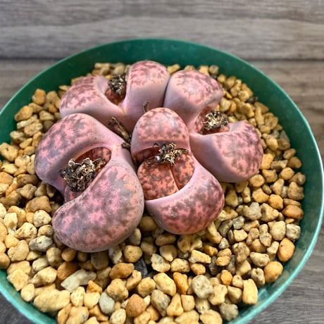 160、Lithops glaudinae ‘Rubroroseus‘