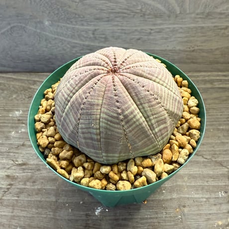 67、Euphorbia obesa