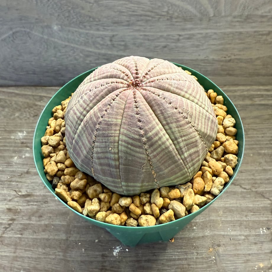 68e85a77b71e153fcadee8f7