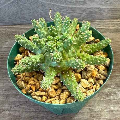 55、Euphorbia gamkensis