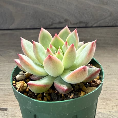 53、Echeveria lindsayana