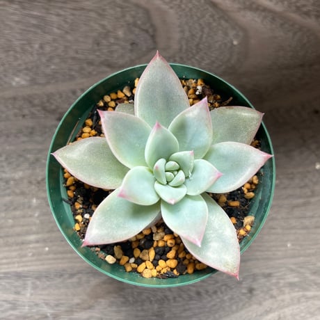99、Echeveria colorata ‘Roof‘ seeding