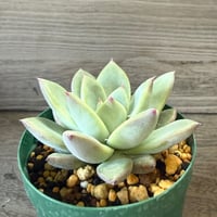123、Echeveria ‘CS-NO-06‘ ’CPS02×コロラータ旧来型‘