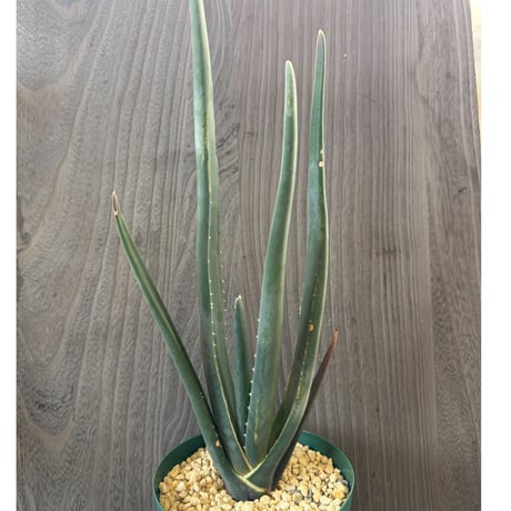 167、Aloe suzannae