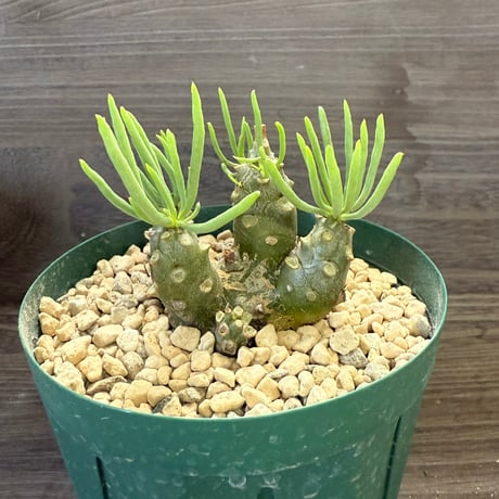 HORIKAWA NURSERY