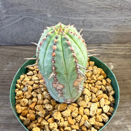 54、Euphorbia pillansii