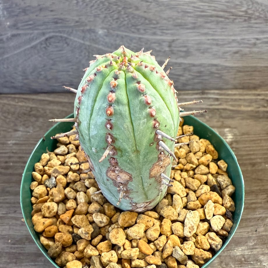 68e84fa3d37d8548a09de2c1