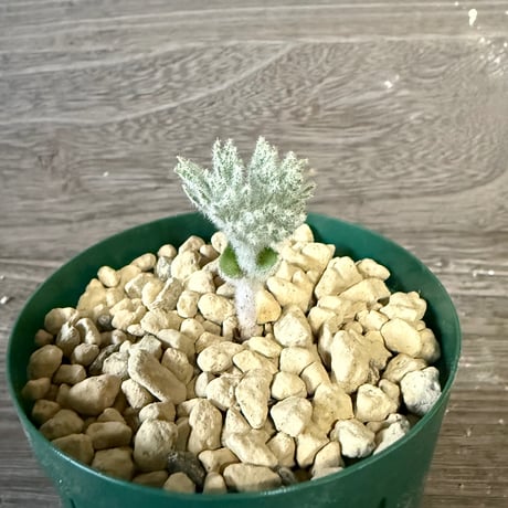 147、Eriospermum dregei