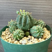 132、Euphorbia ’オベサ群星冠‘