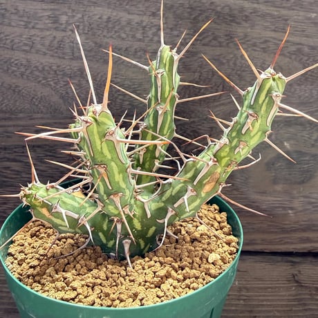 117、Euphorbia kalisana