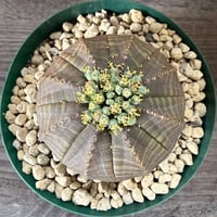 30、Euphorbia obesa