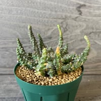 31、Euphorbia brevirama