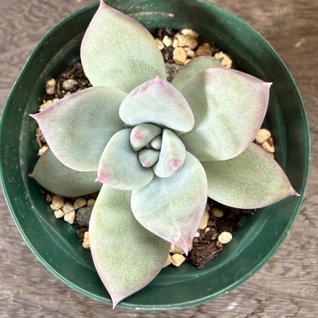 41、Echeveria ’CS-NO-01’ ’Super White’