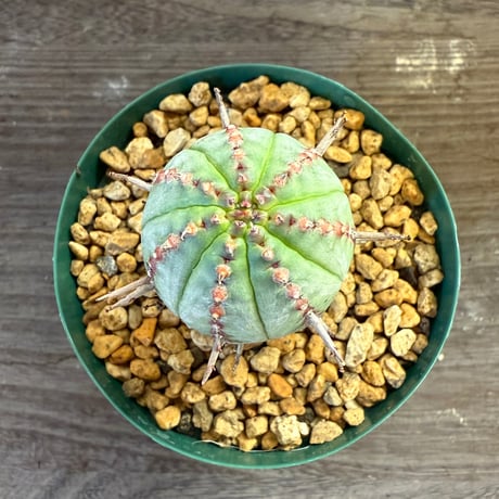 54、Euphorbia pillansii