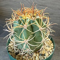 16、Ferocactus diguetii var.carmensis