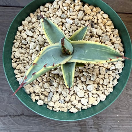 33、Agave 屈原の舞扇錦