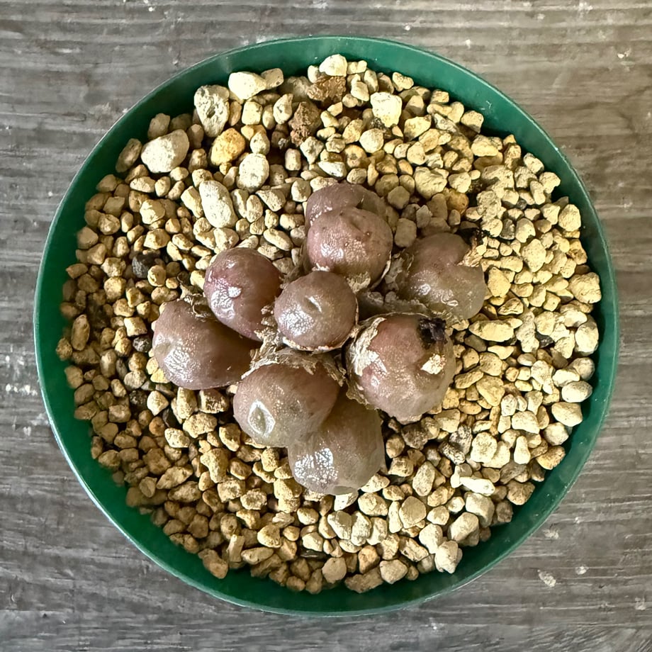 6905d098d34c9c879ab0399c