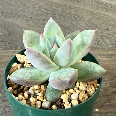 46、Echeveria ’CS-NO-10’ ’CPS02’