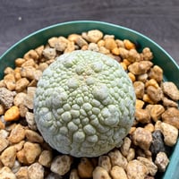 79、Pseudolithos migiurtinus