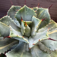 28、Agave isthmensis f.variegata