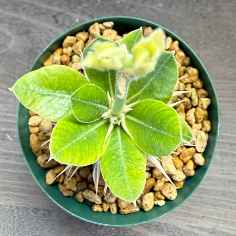 85、Pachypodium eburneum ‘Yellow flower‘