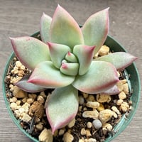 77、Echeveria ‘CS-NO-14‘ ‘Atemajac×Alps‘