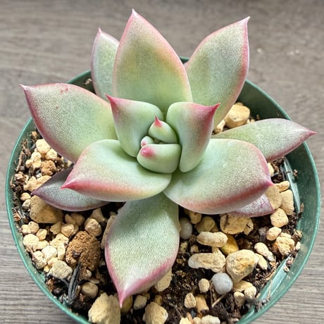 77、Echeveria ‘CS-NO-14‘ ‘Atemajac×Alps‘