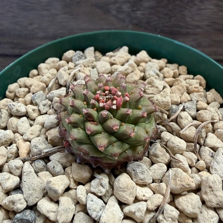 120、Euphorbia オベサ鉄甲 | HORIKAWA NURSERY