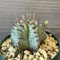 130、Euphorbia horrida