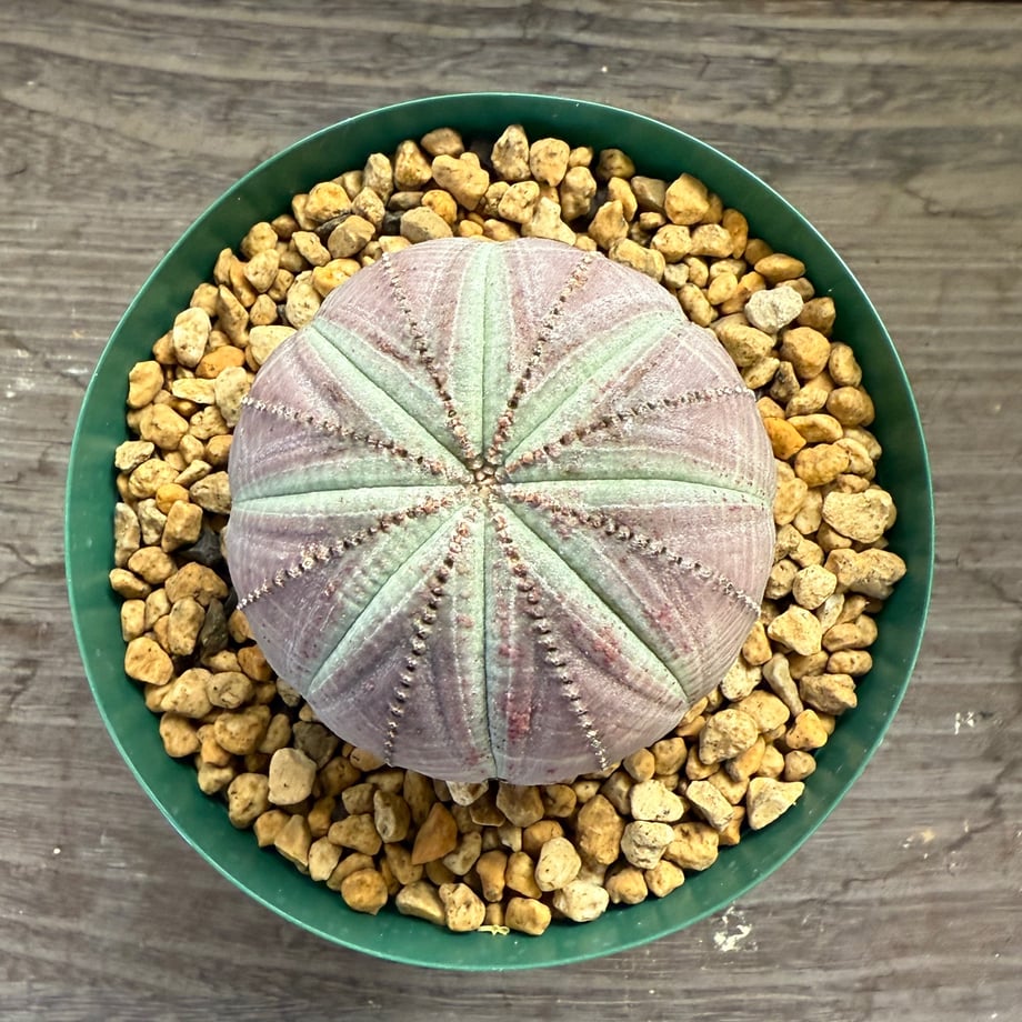 68e85cb2941bd63b6a69dcfd