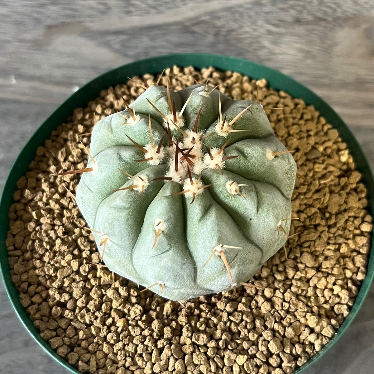 43、Copiapoa 白刺黒王丸（実） | HORIKAWA NURSERY