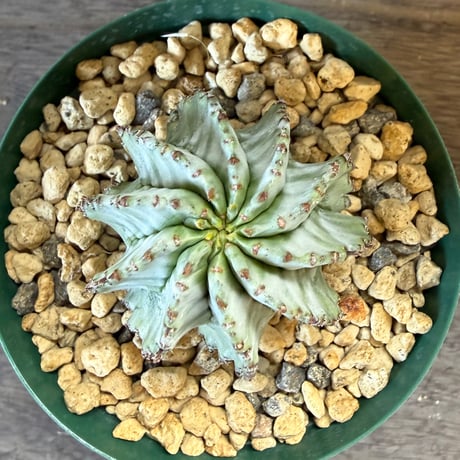 176、Euphorbia ’刺無ホリダ’