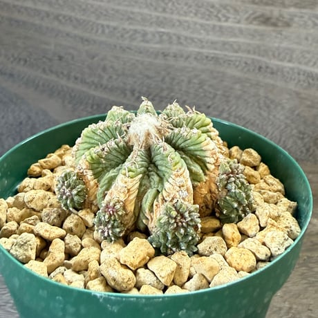23、Aztekium 花籠（カキ仔）
