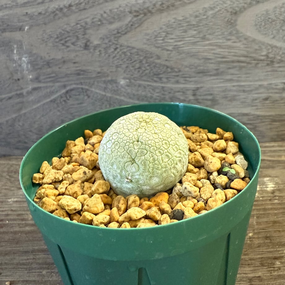 68e85152a18e8d9dcc01cd1c