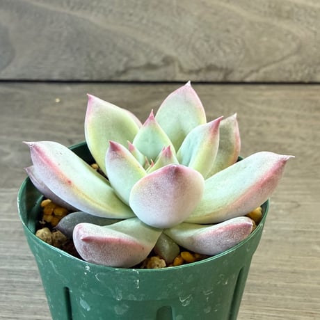 70、Echeveria ‘CS-NO-13‘ ‘lindsayana×Super White‘