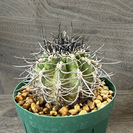 188、Neoporteria clavata（v）procera